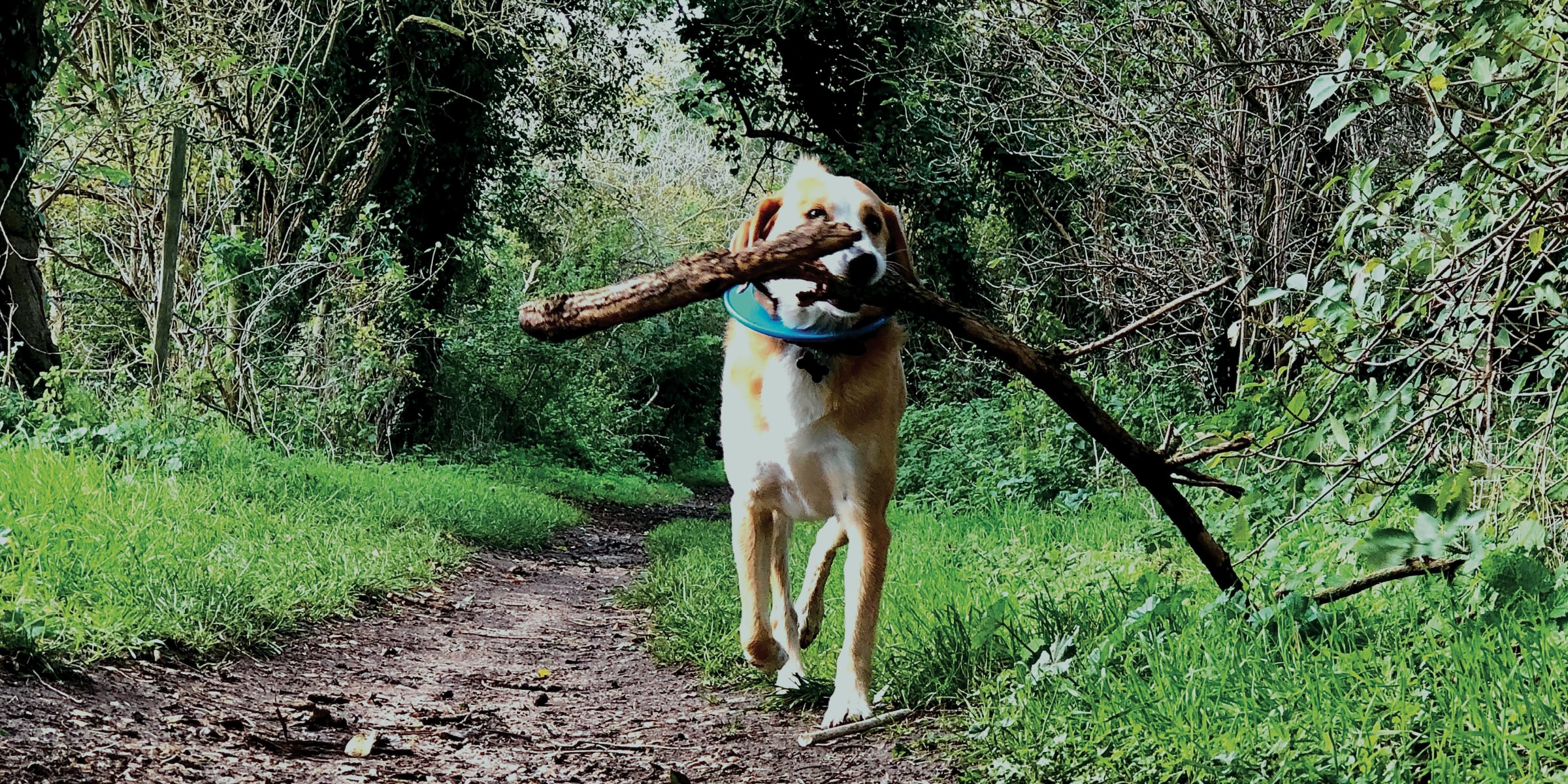 dog carrying large stick